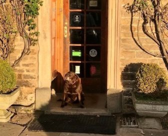 Sasha, a lovely old chocolate lab,  sat at the front door enjoying some winter sunshine.